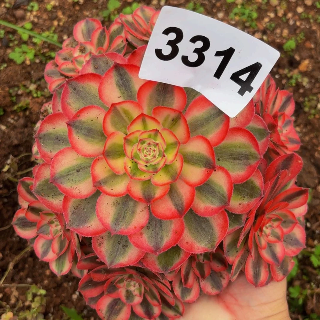 3314多肉植物倾城