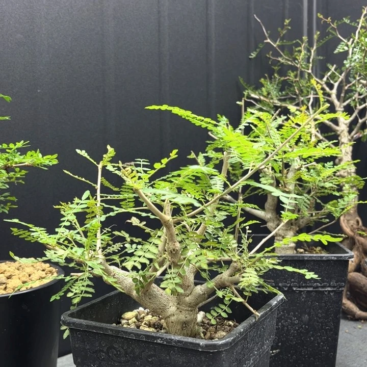 尼勒达乳香一物一拍