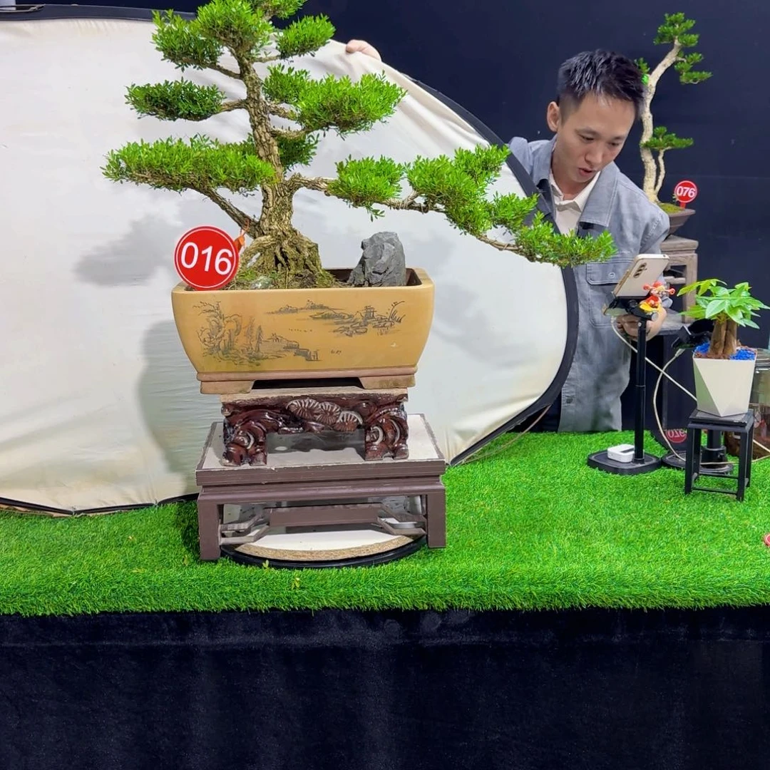 当前无花朵，栽培后可花朵高端黄杨盆景