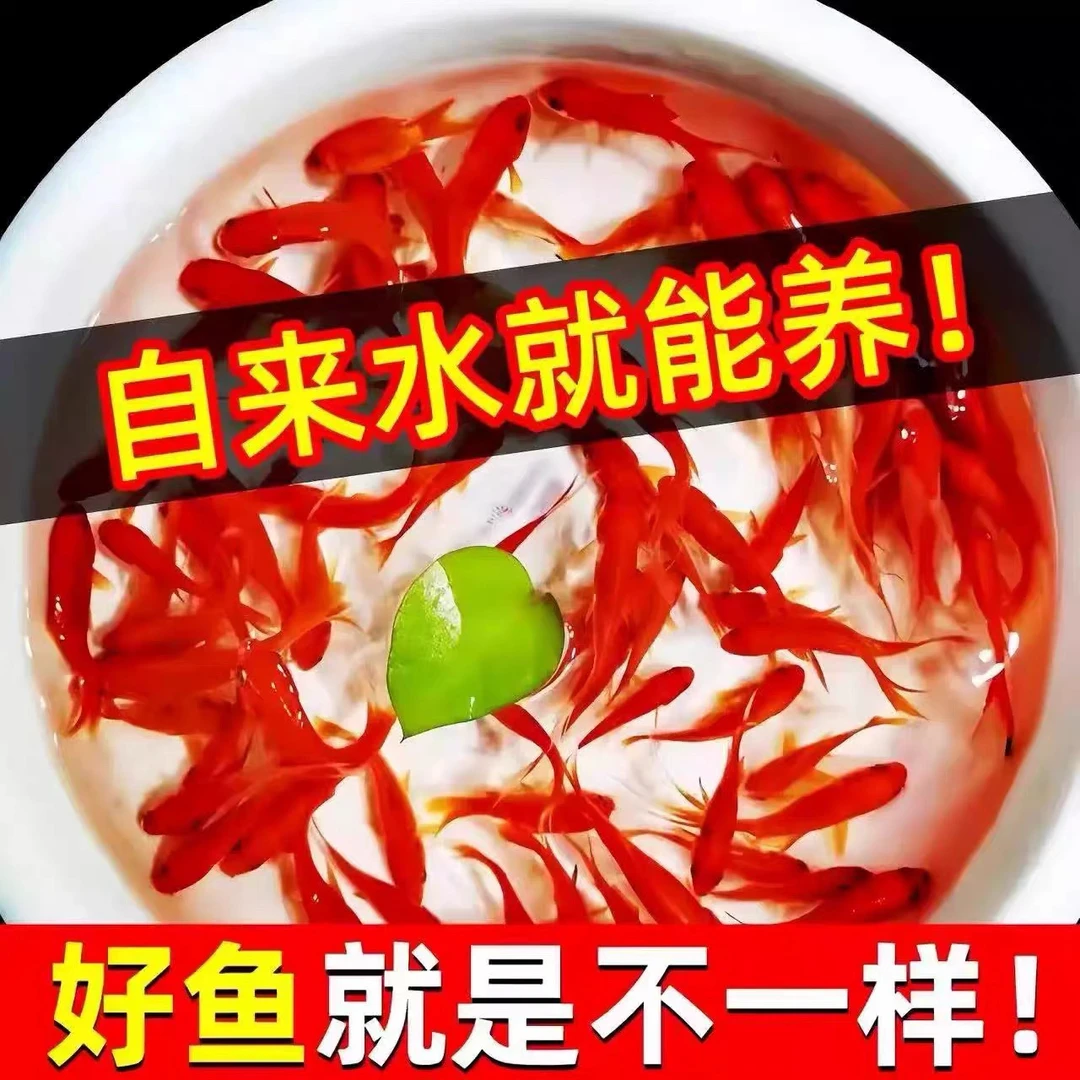 21条好养耐活冷水草金鱼淡水观赏鱼适合新手