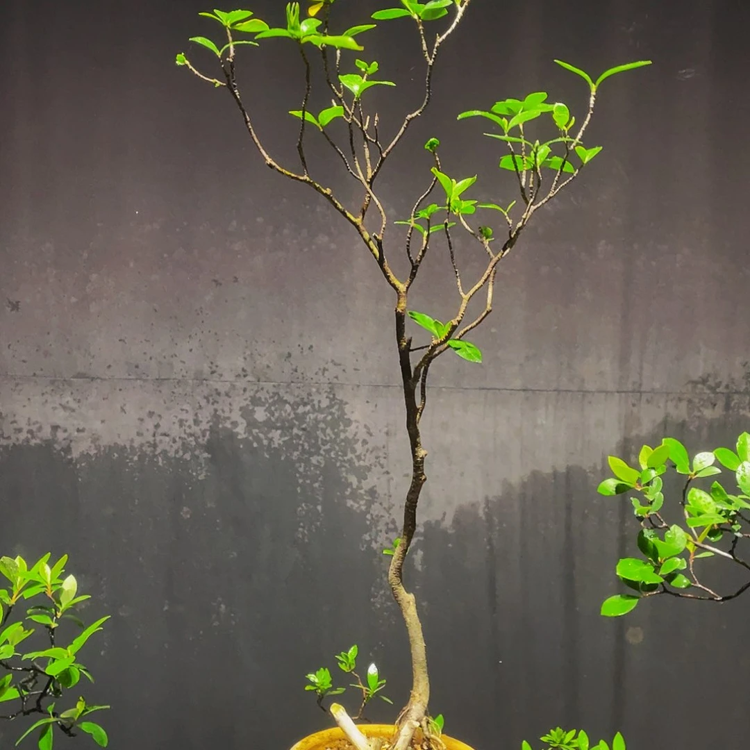无花朵小***家石枫换栀子花补62