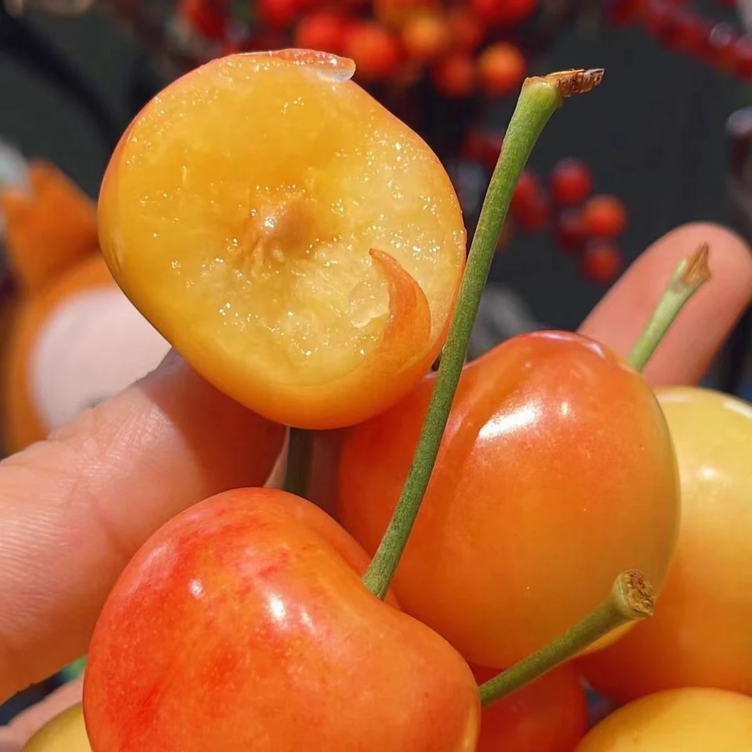 山东黄蜜樱桃JJ500g黄蜜