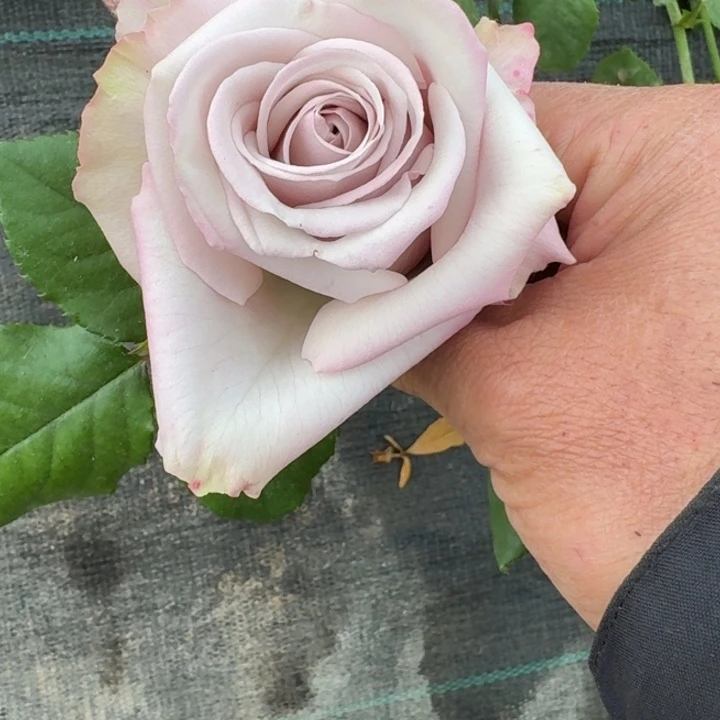 无花朵骑士扦插小苗