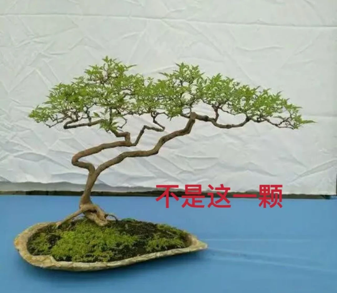 黄荆迎客松盆景素材，一物一拍，特殊商品不退不换