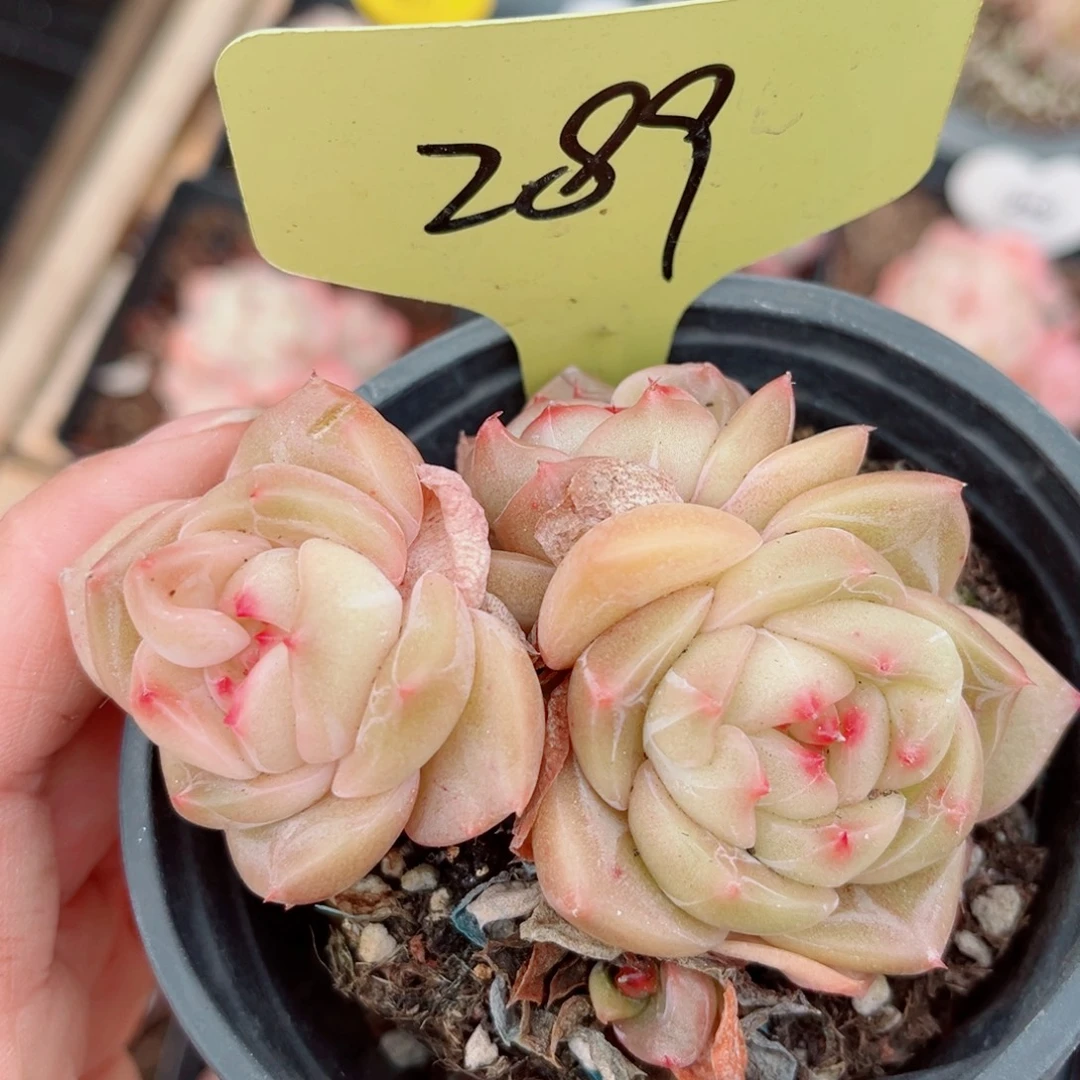 289号小老桩珍妮群