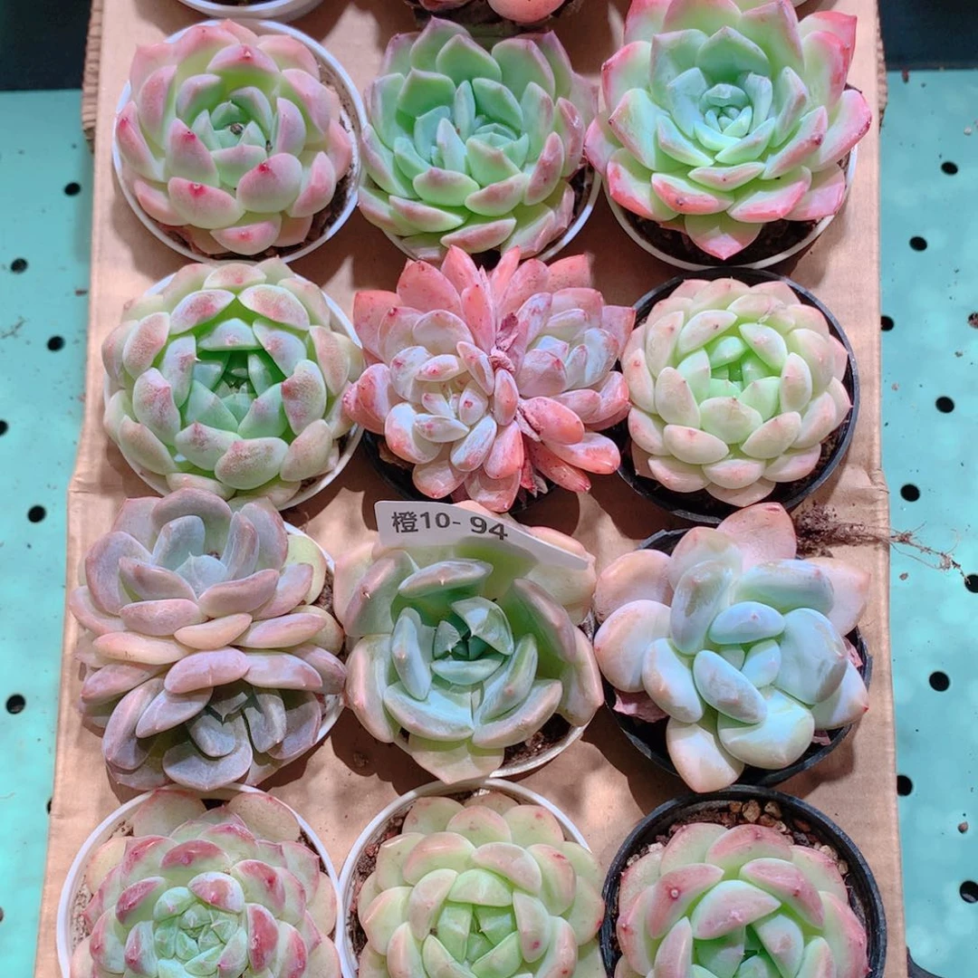 10-94一物一拍带盆18颗