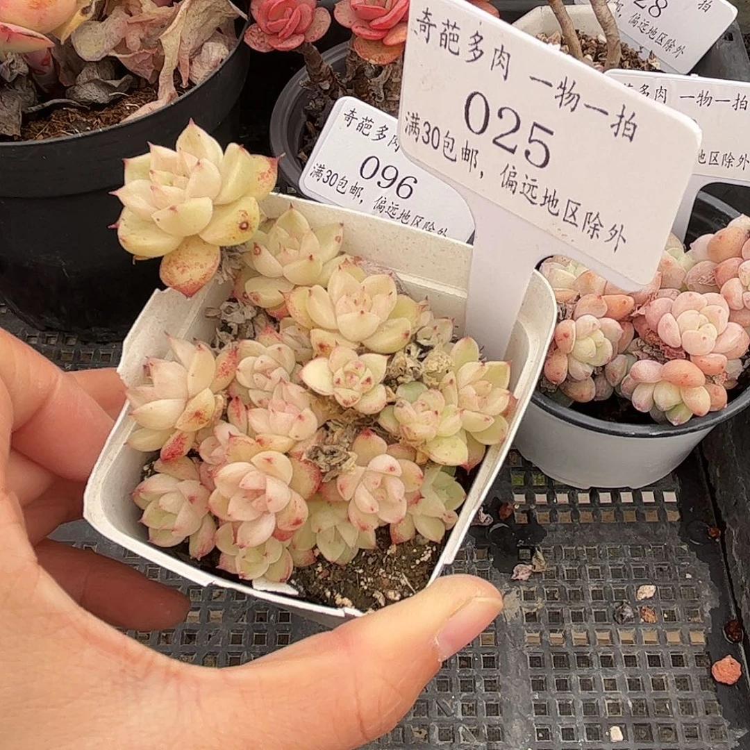 025 多肉脱土 群生不包整