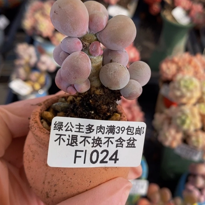 橙奶老桩-024多肉植物