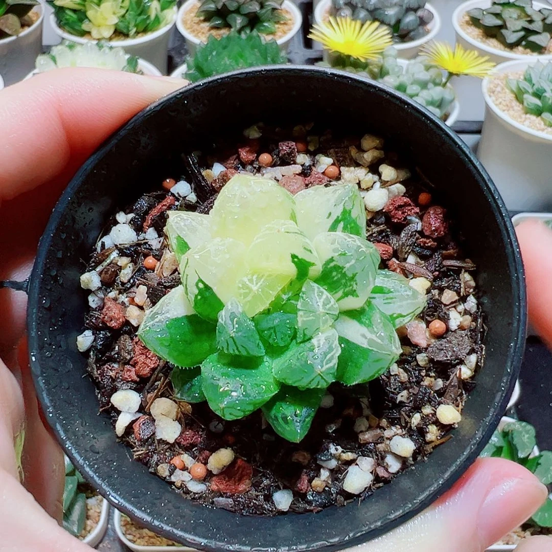 福利，玉露锦，8.8，666