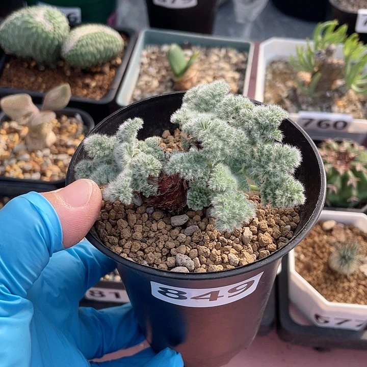 849羽叶杨葵块根植物