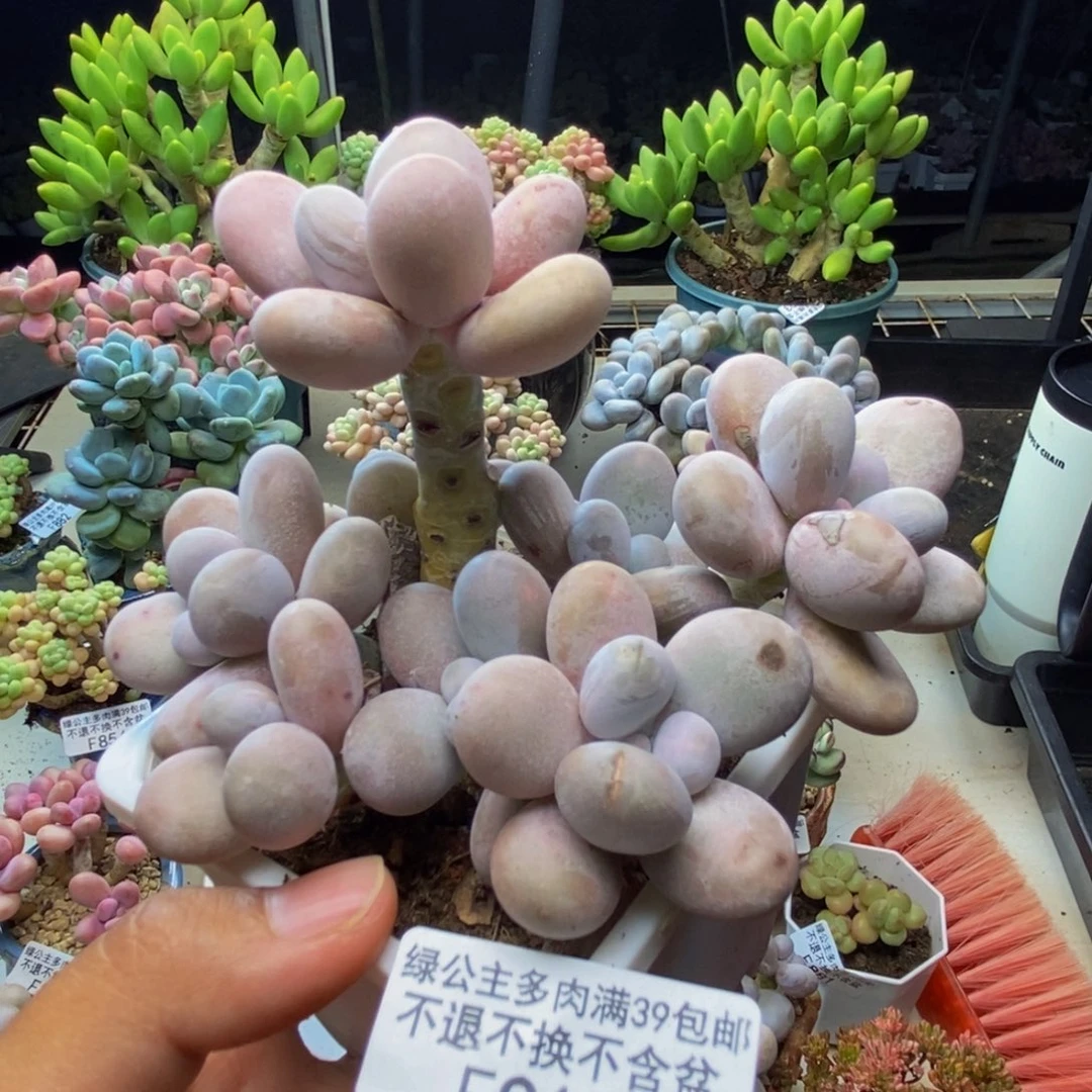 915水光针多肉9c m