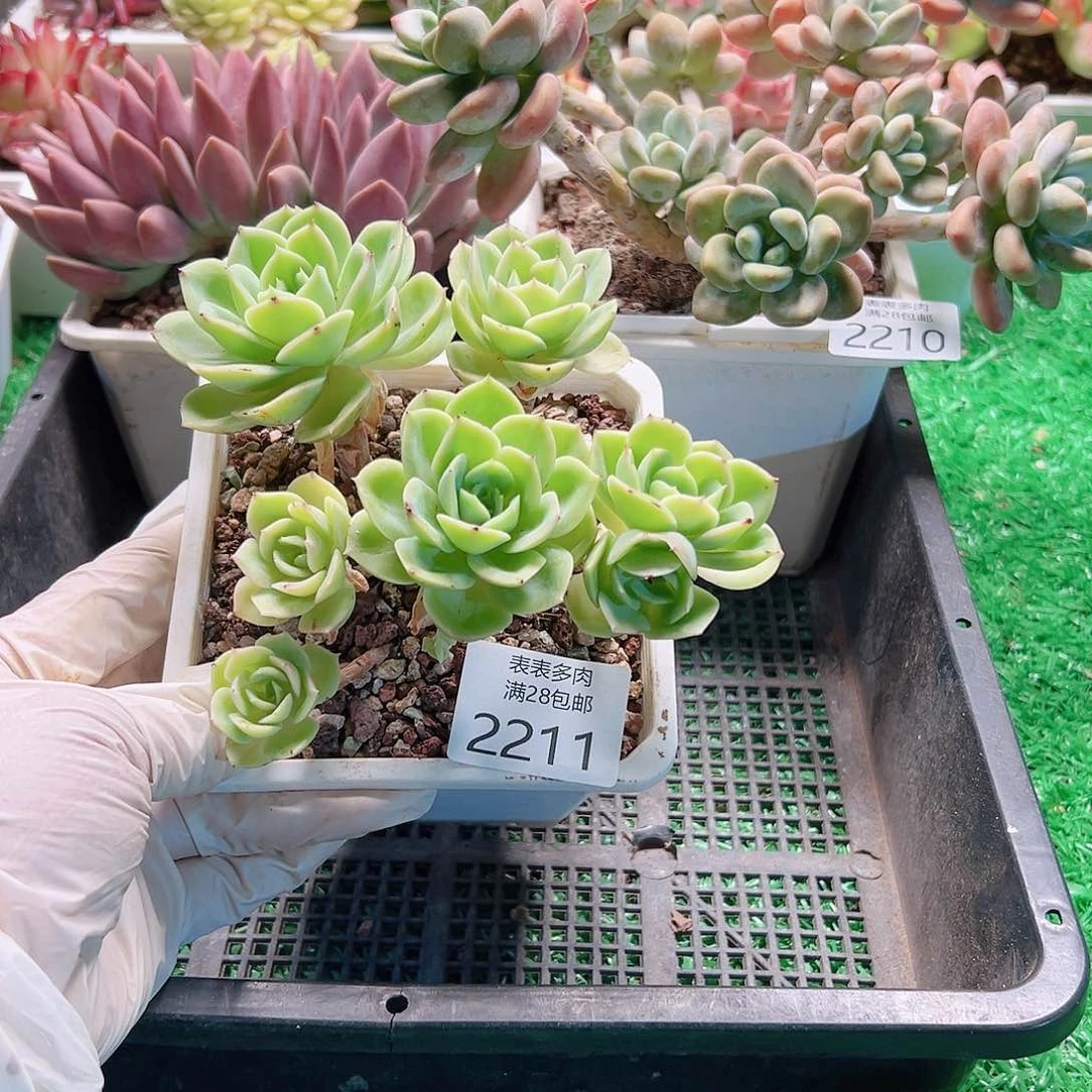 多肉一物一拍植物2211
