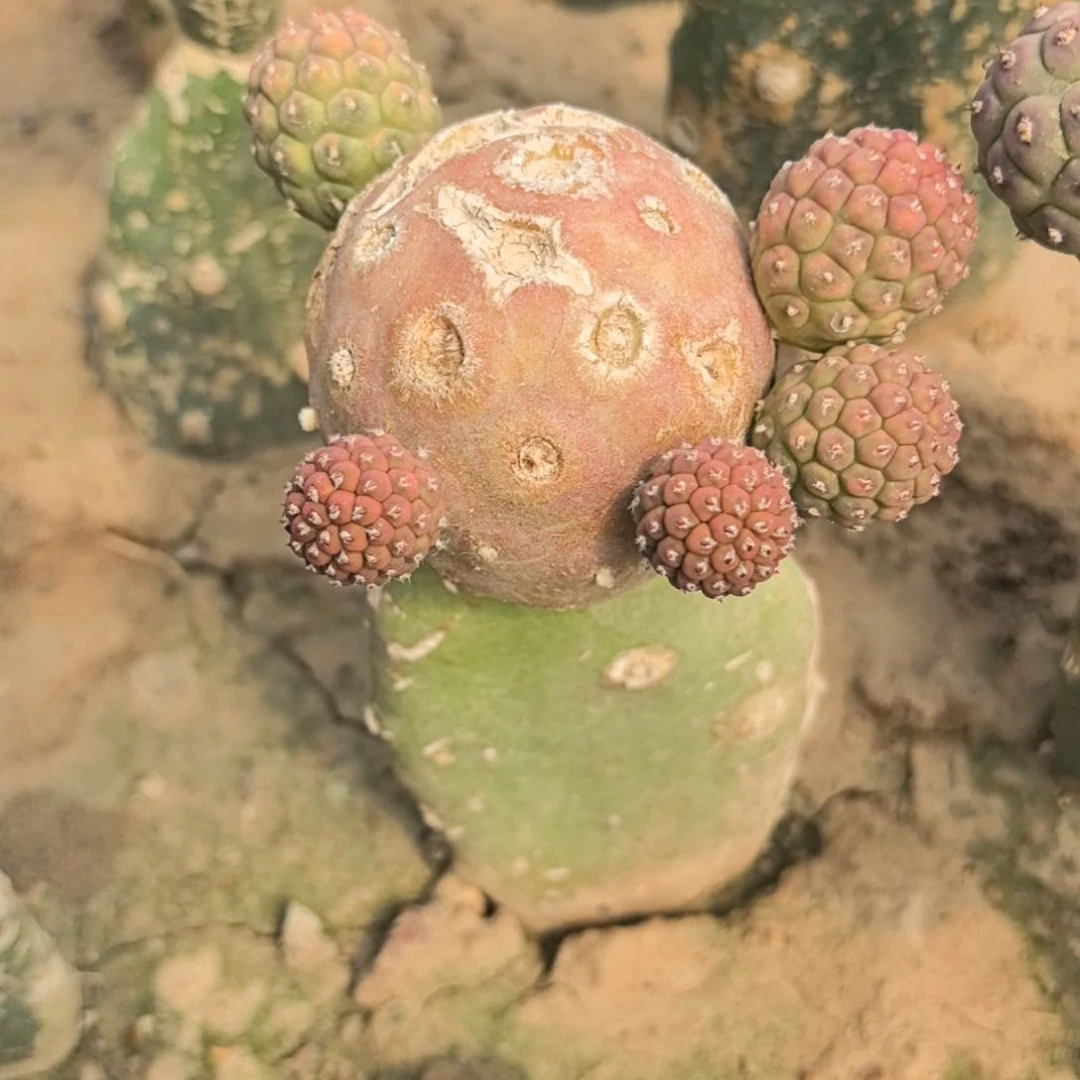 洛习志野仙人球直播