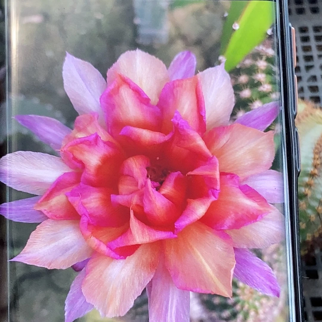 彩 财神侧芽歪20包邮/5公分