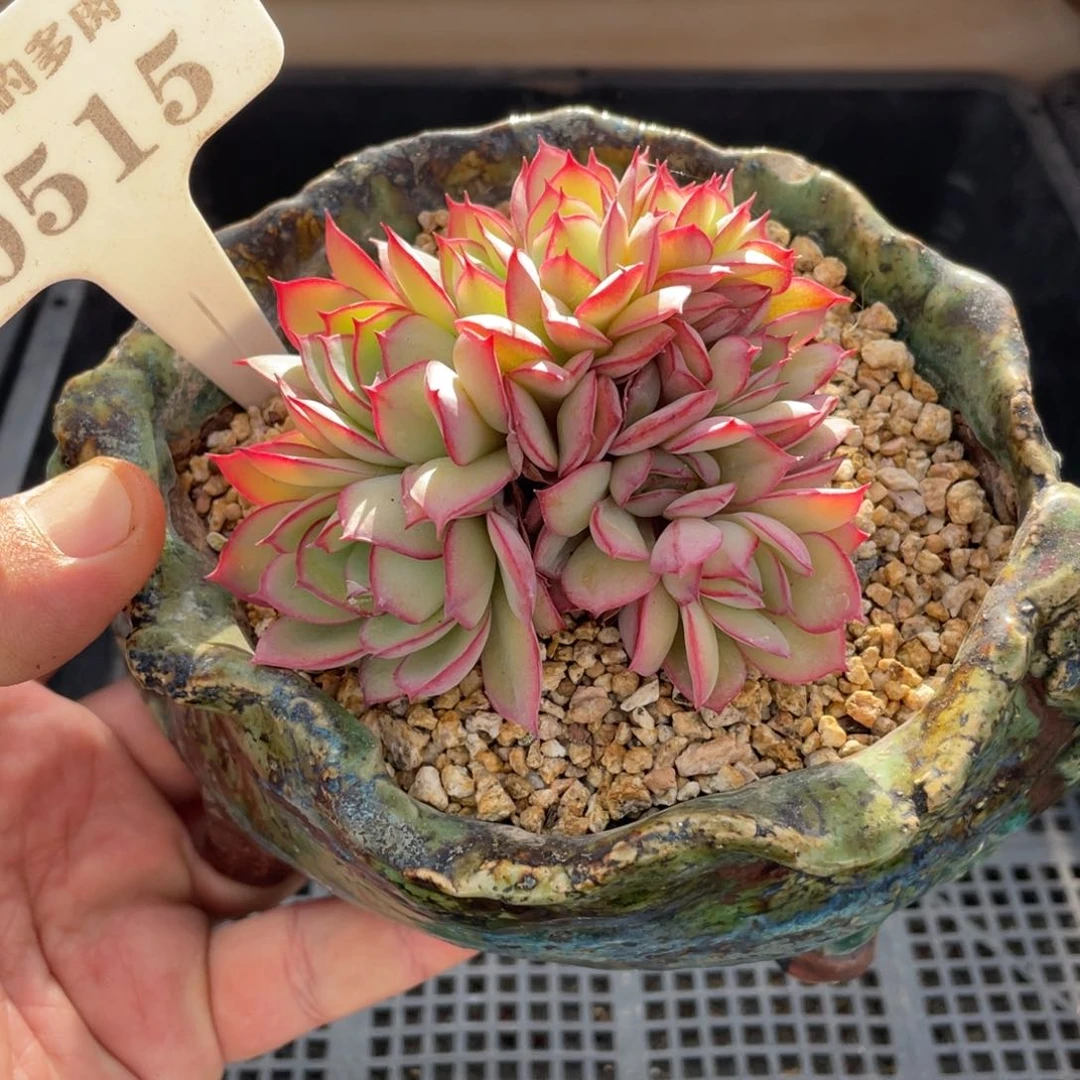 0515牡丹亭不带盆8厘米