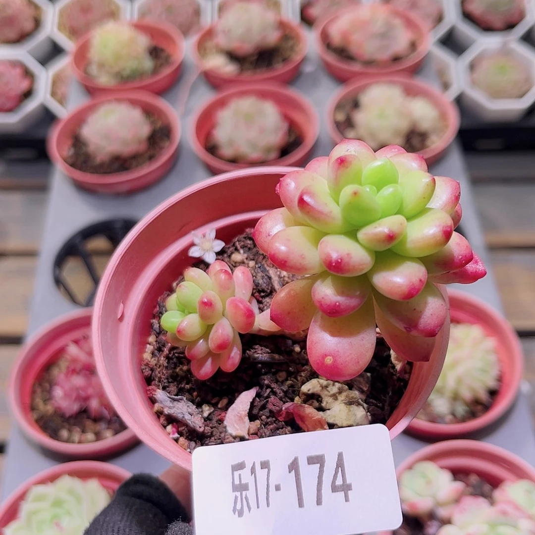 乐然17-174 香格里拉