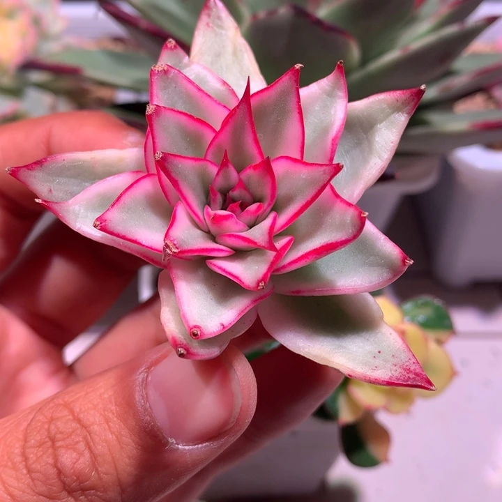 吉赛尔锦腹轮锦锦