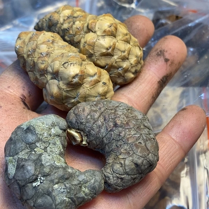 桃核吊坠娜姐你是169