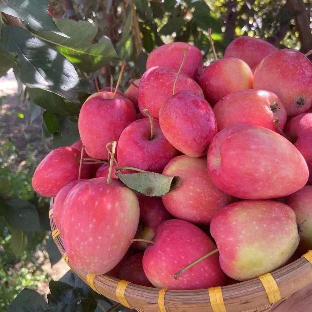 东北鸡心果当季新鲜水果清脆爽口酸甜多汁小苹果新鲜应季水果酸甜