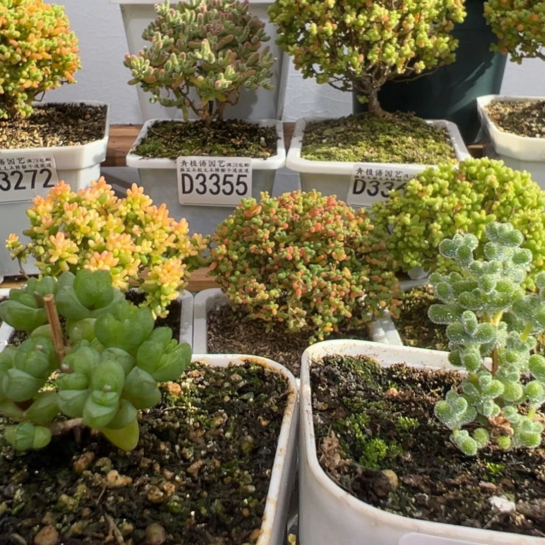 D3367元宝 D3368超级莱斯