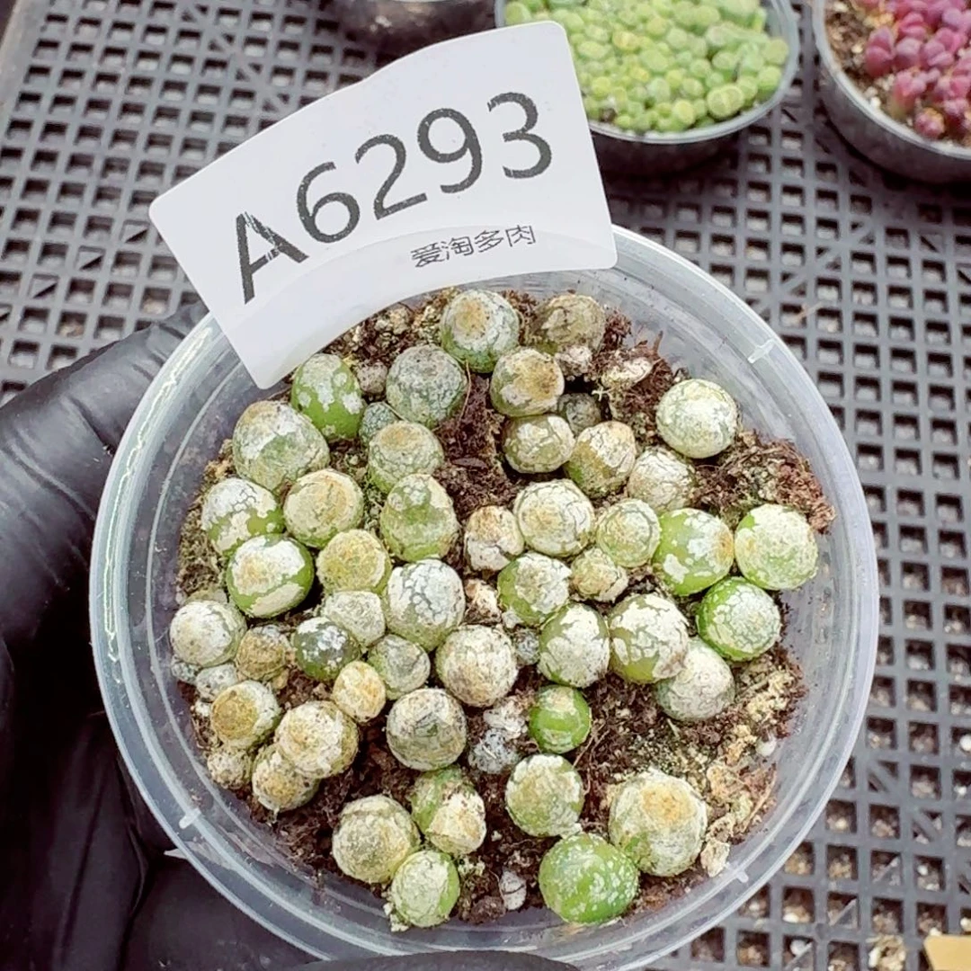 6293–生石花 生石花