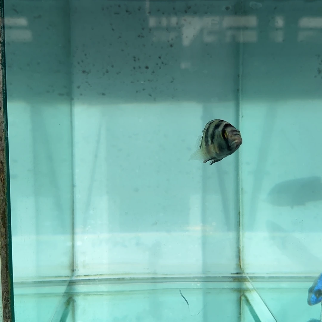 慈鲷626号斑马天使