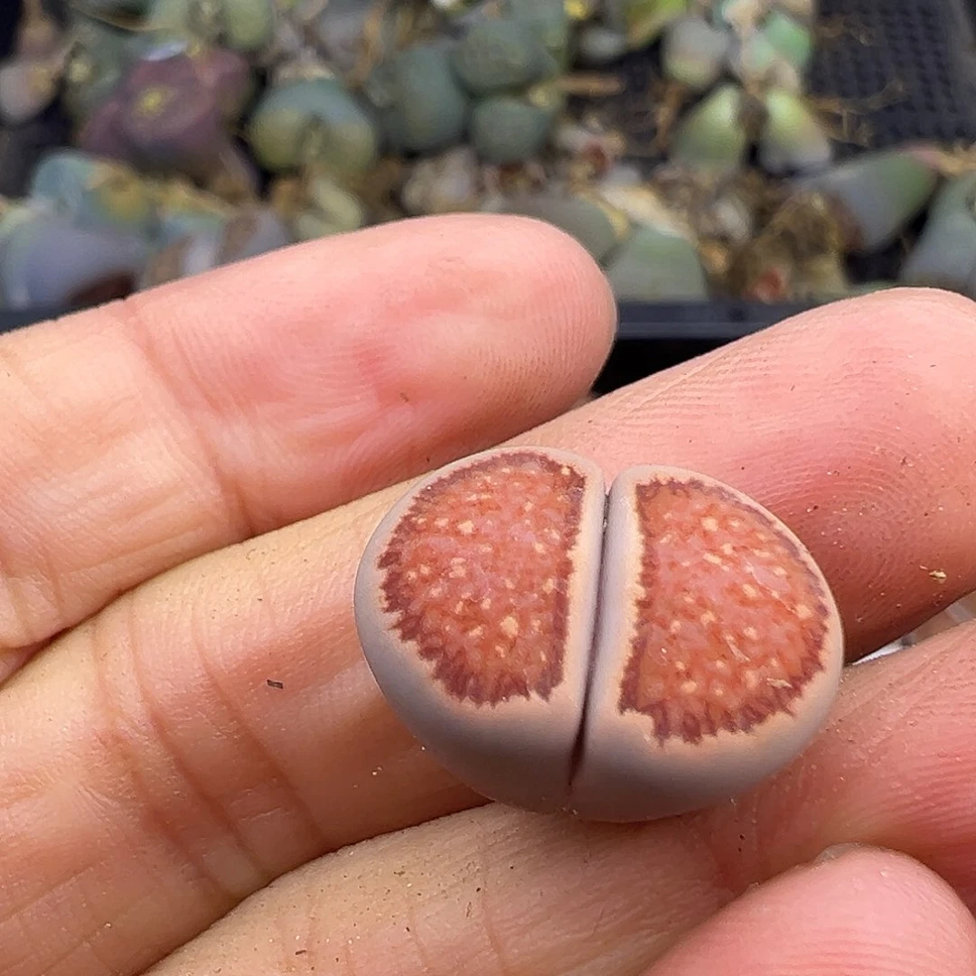 3124 生石花美菊福利炸