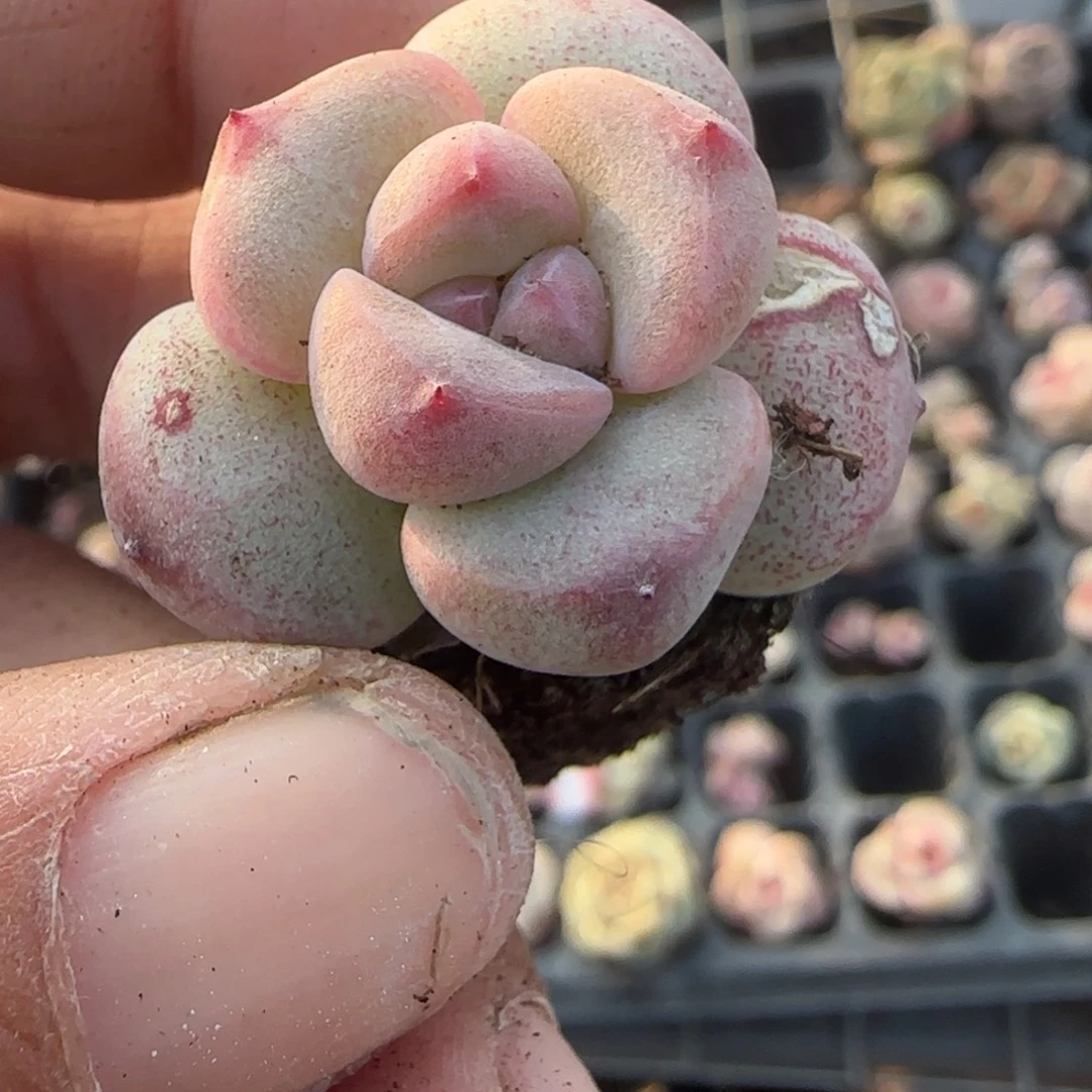 多肉小卡拉米糖心一物一拍