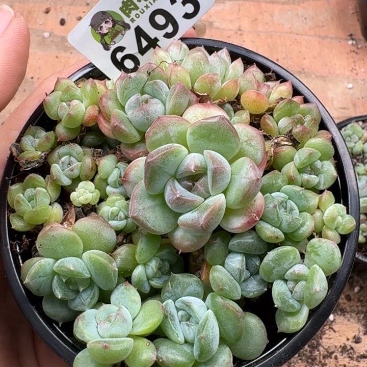 多肉植物多肉植物