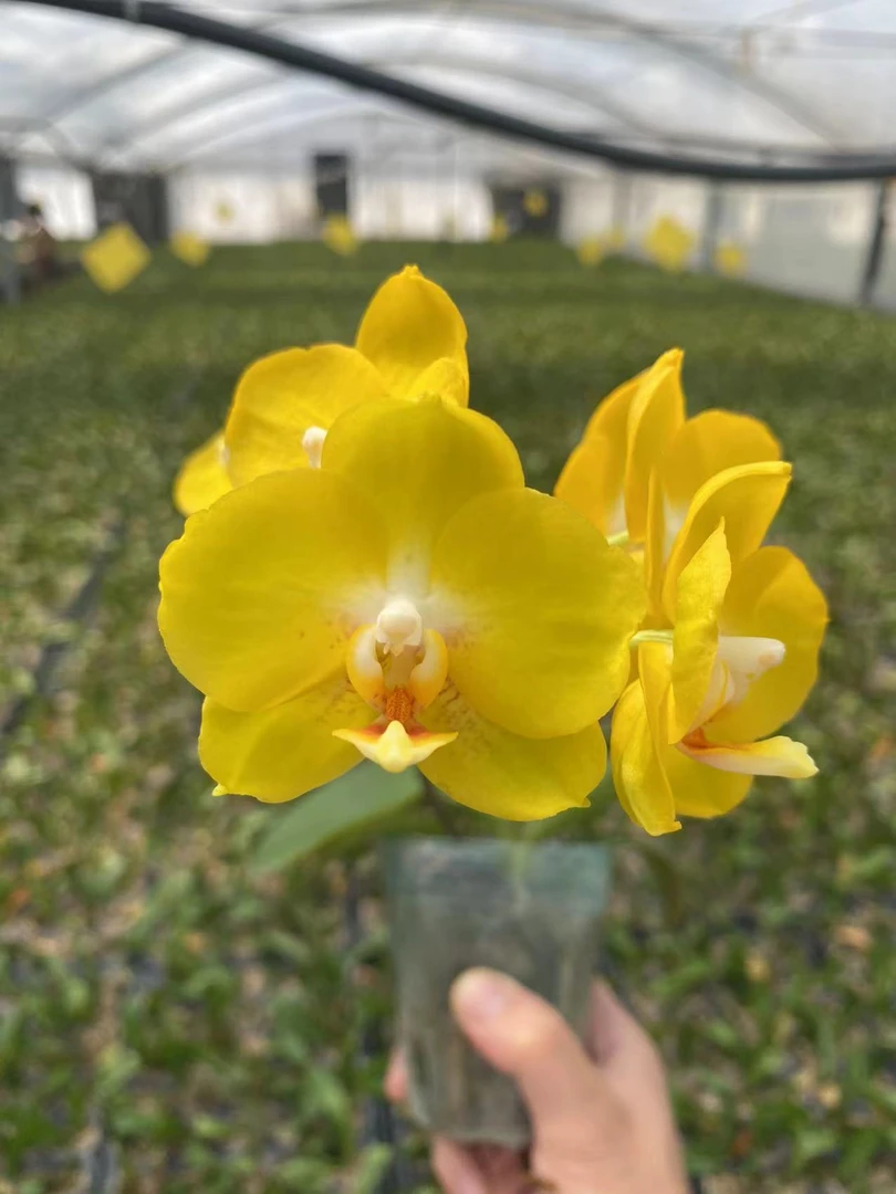 《SH皇太子》2.8寸杯蝴蝶兰不带花剑【任意满两颗包邮发货】