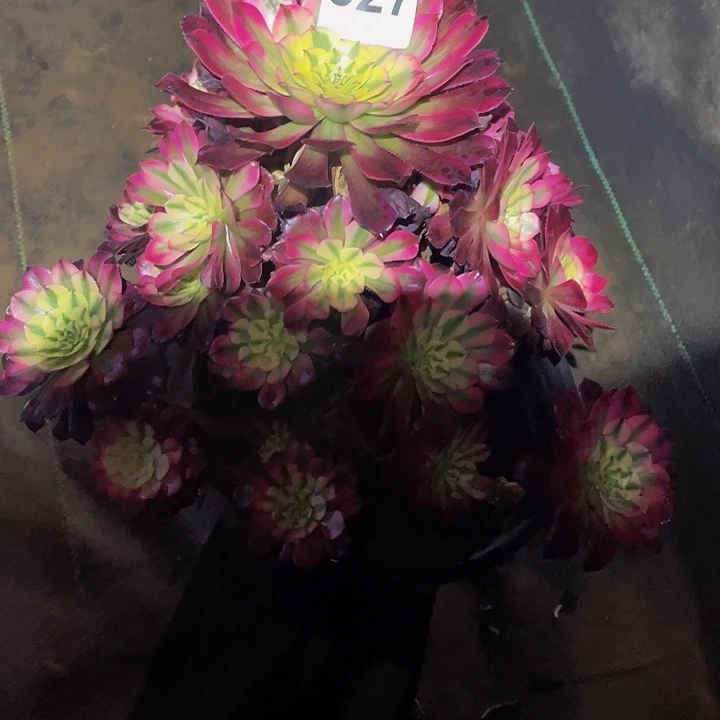 多肉法师327号红白发货不包损