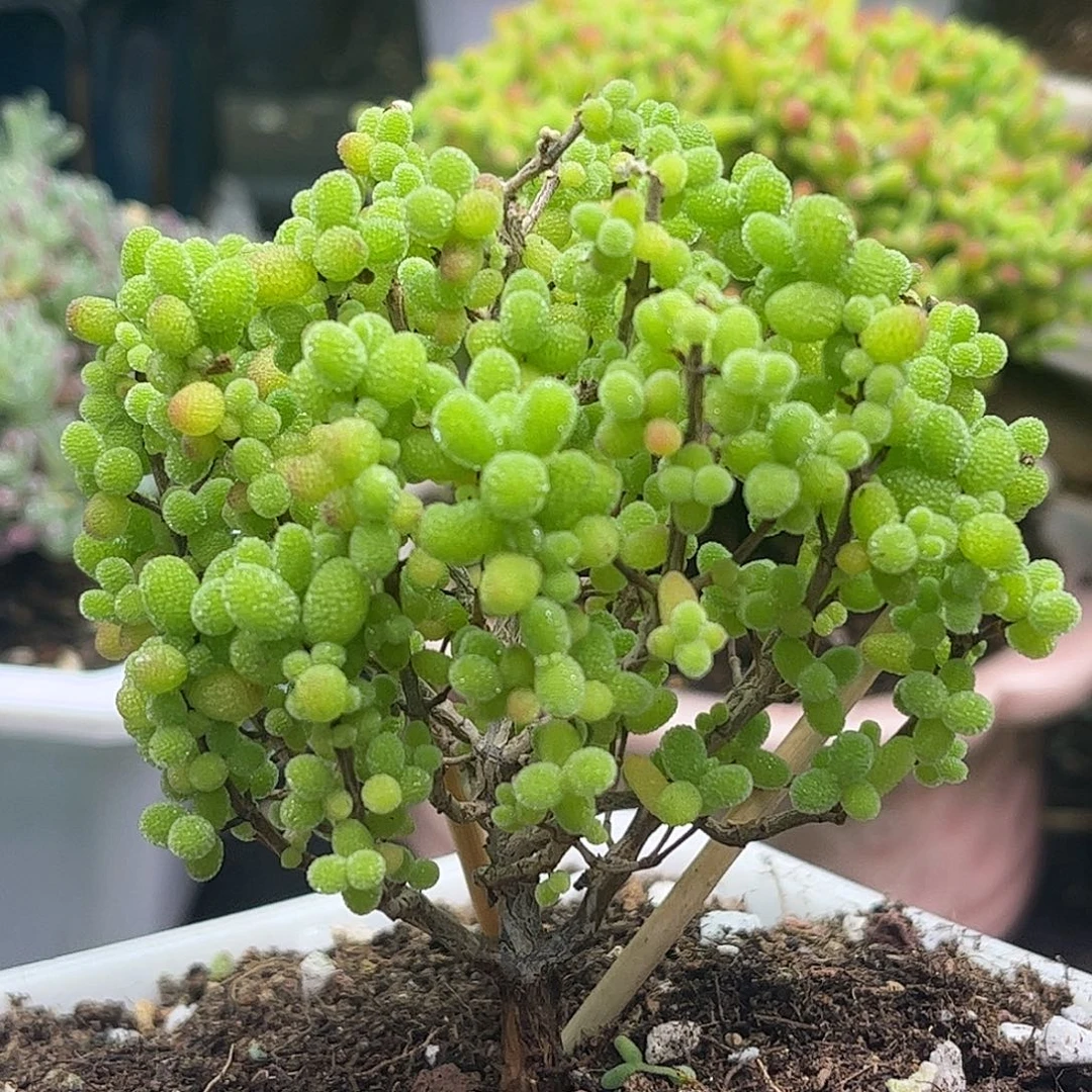 26金桔优选枝干番杏