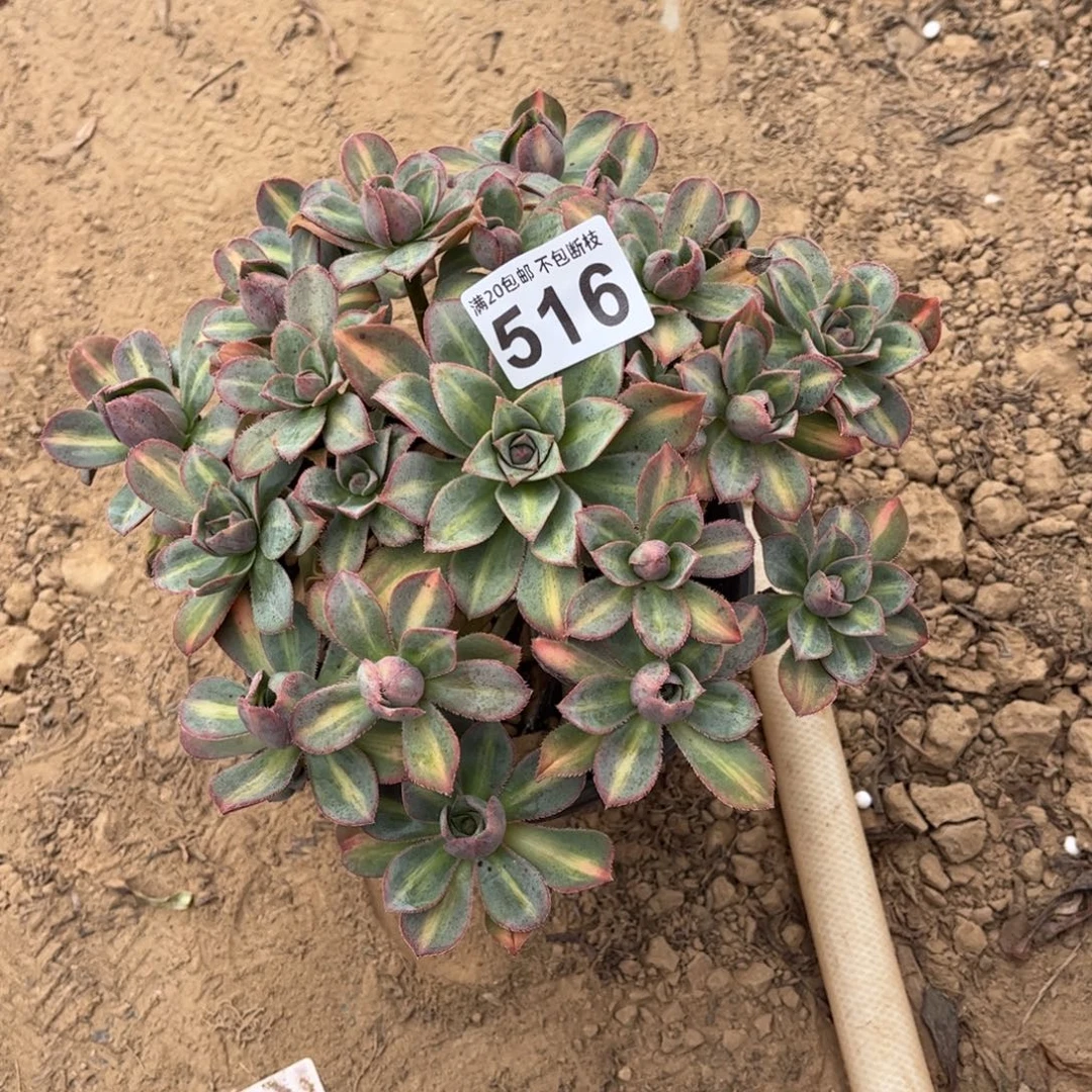 星爆中班516不包断枝