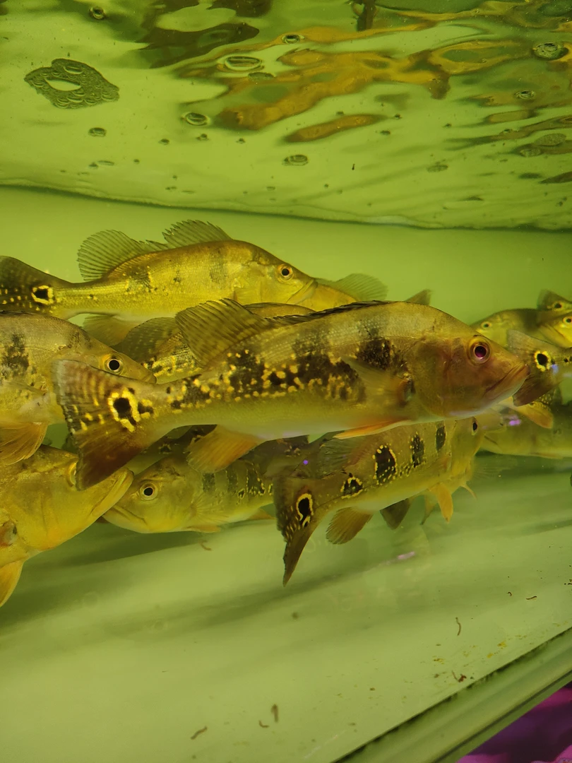 活体宠物大型热带鱼观赏鱼，巴西亚三间