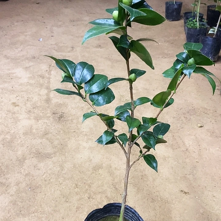 无花朵维和之容。    033。