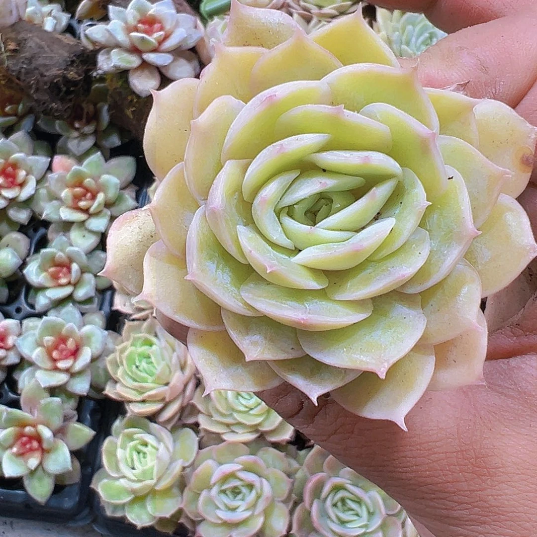 纱网昂斯诺3个19包邮多肉