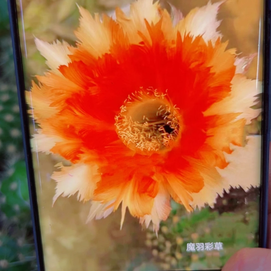 下48彩草魔羽歪无根侧芽4公分左右20包邮