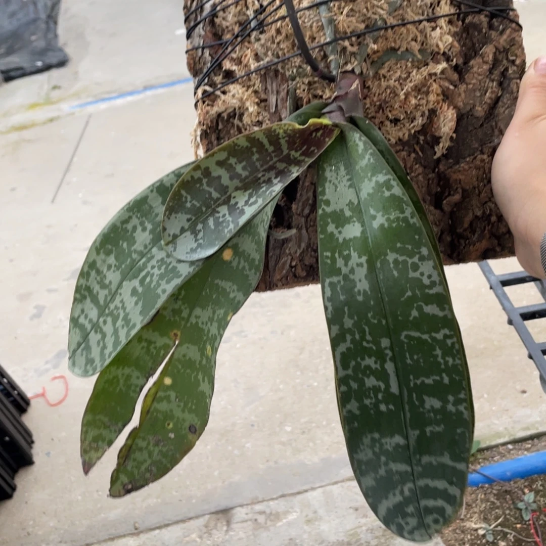 当前无花栽培后可以开花