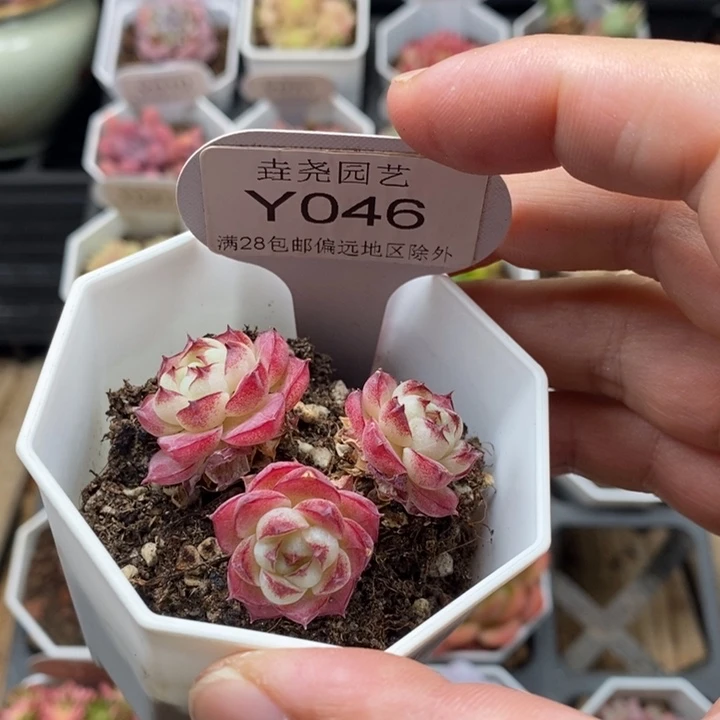 0046 潘多拉女王 4.5cm