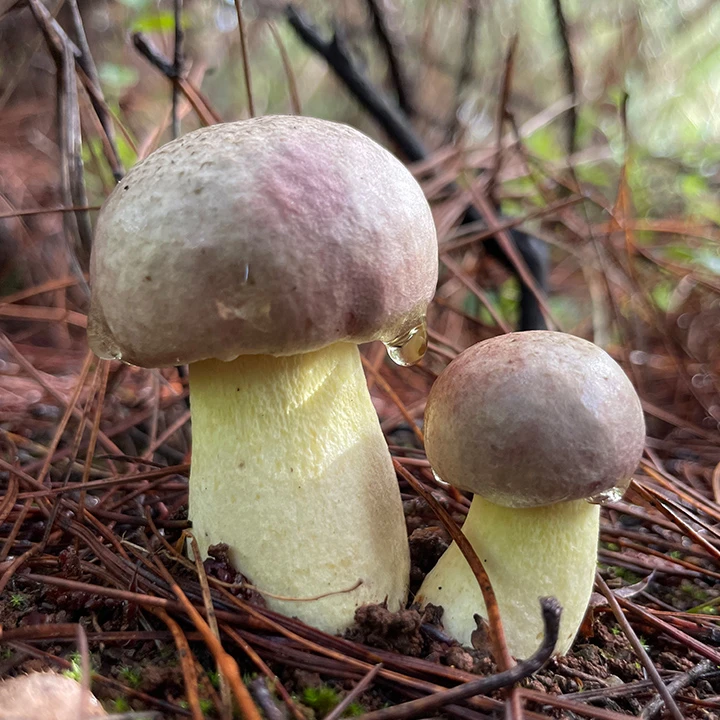 云南楚雄野生菌新鲜白牛肝菌500g白葱菌白粉牛肝食用菌营养美味菇