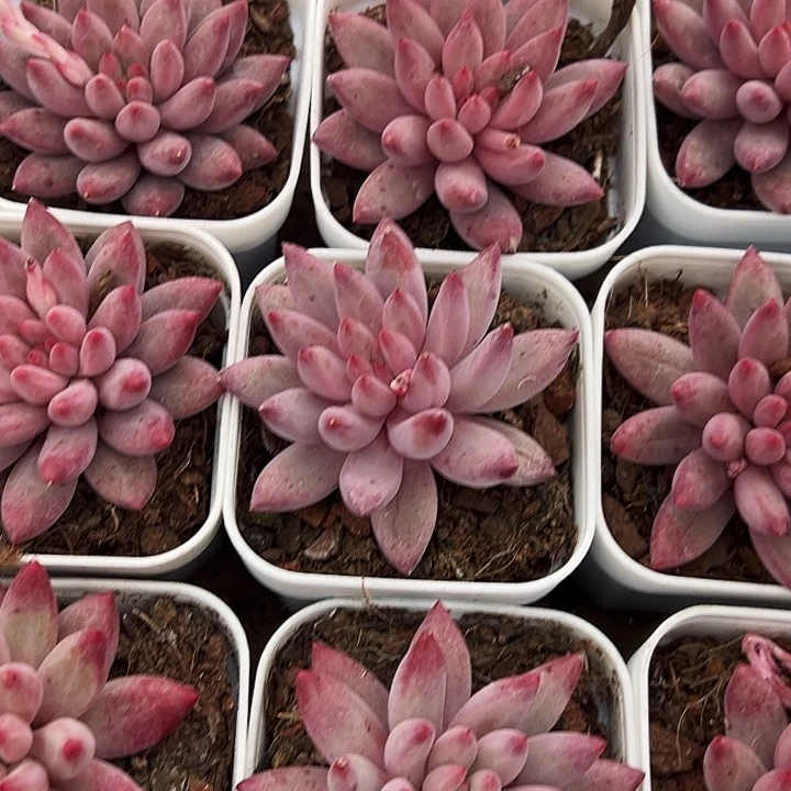 两盆         金鱼姬