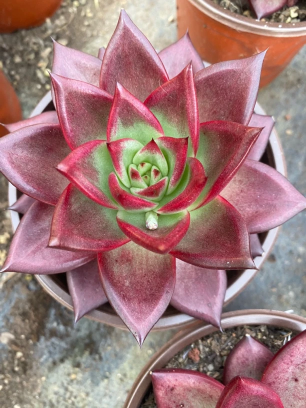 罗滨杂单头多肉植物