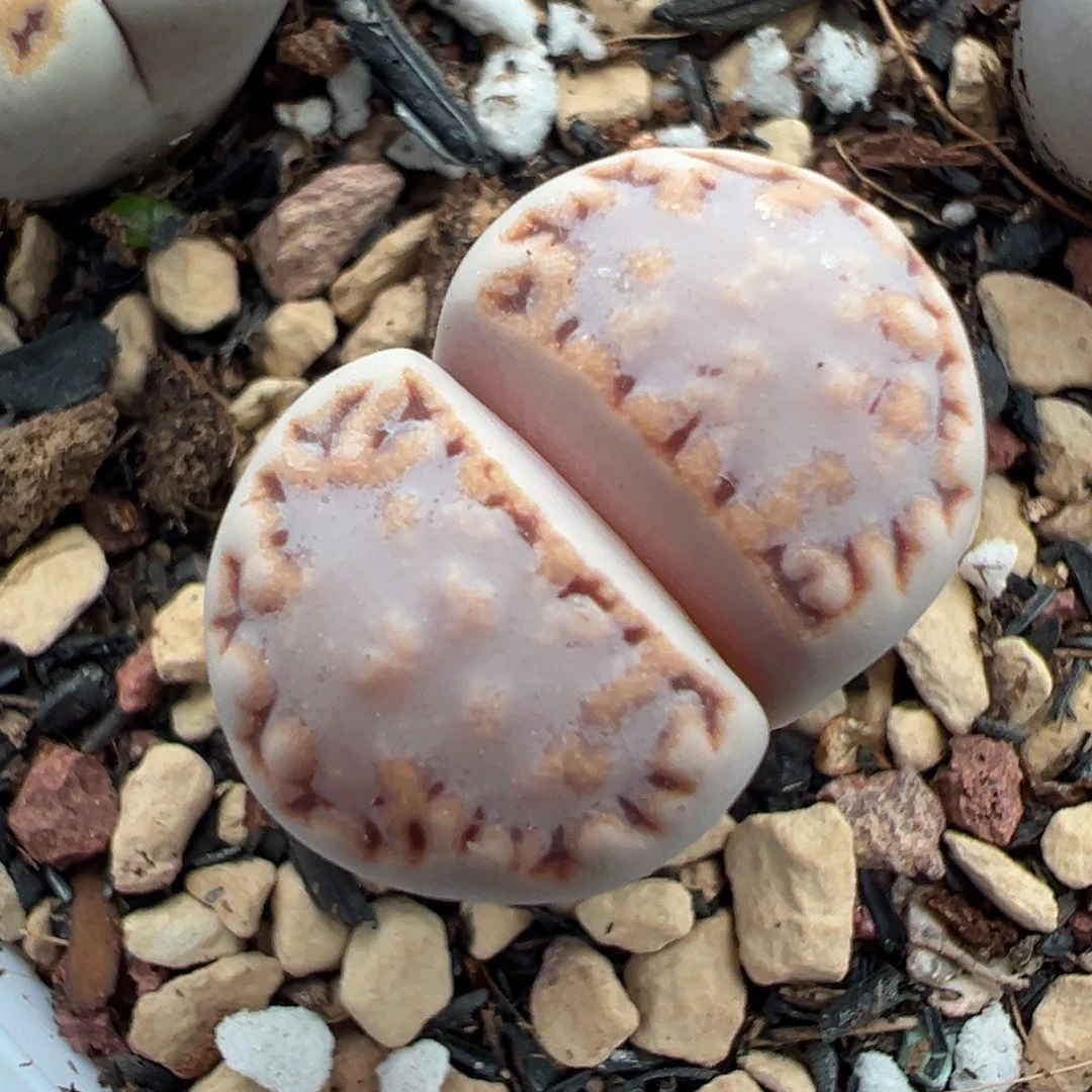 217饼干母本一物一拍