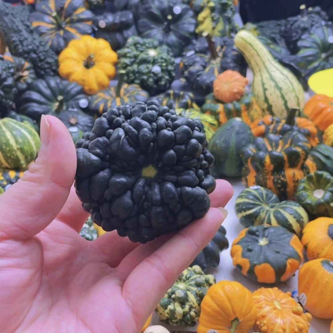 用***6墨西哥七彩发的葫芦