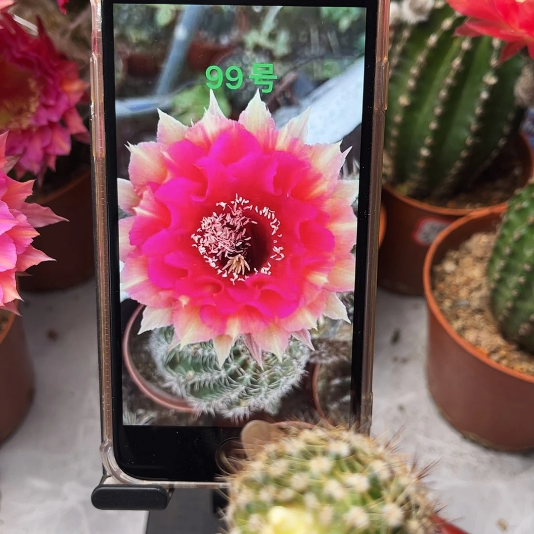 彩草99号测芽2.5公分左右