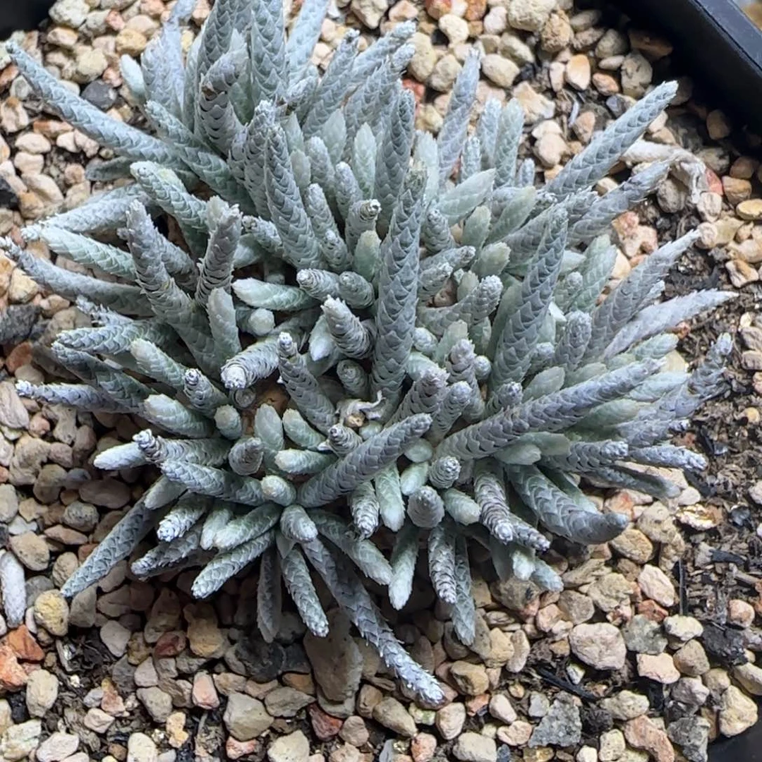 2.4号多肉的韧锦69号