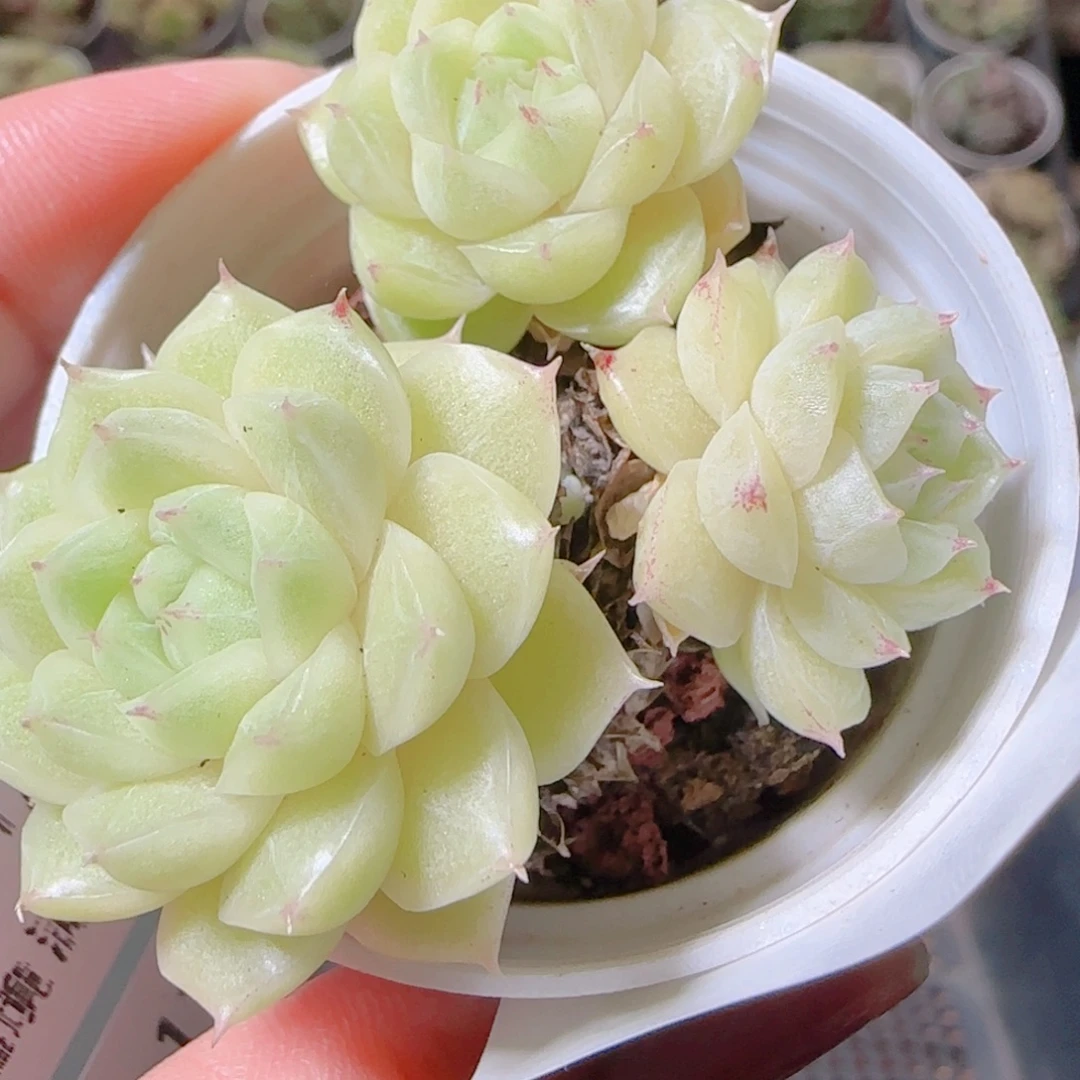 花语逸镜1102-263散