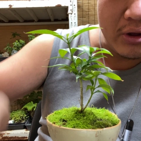 红陶一物一拍所见即所得80