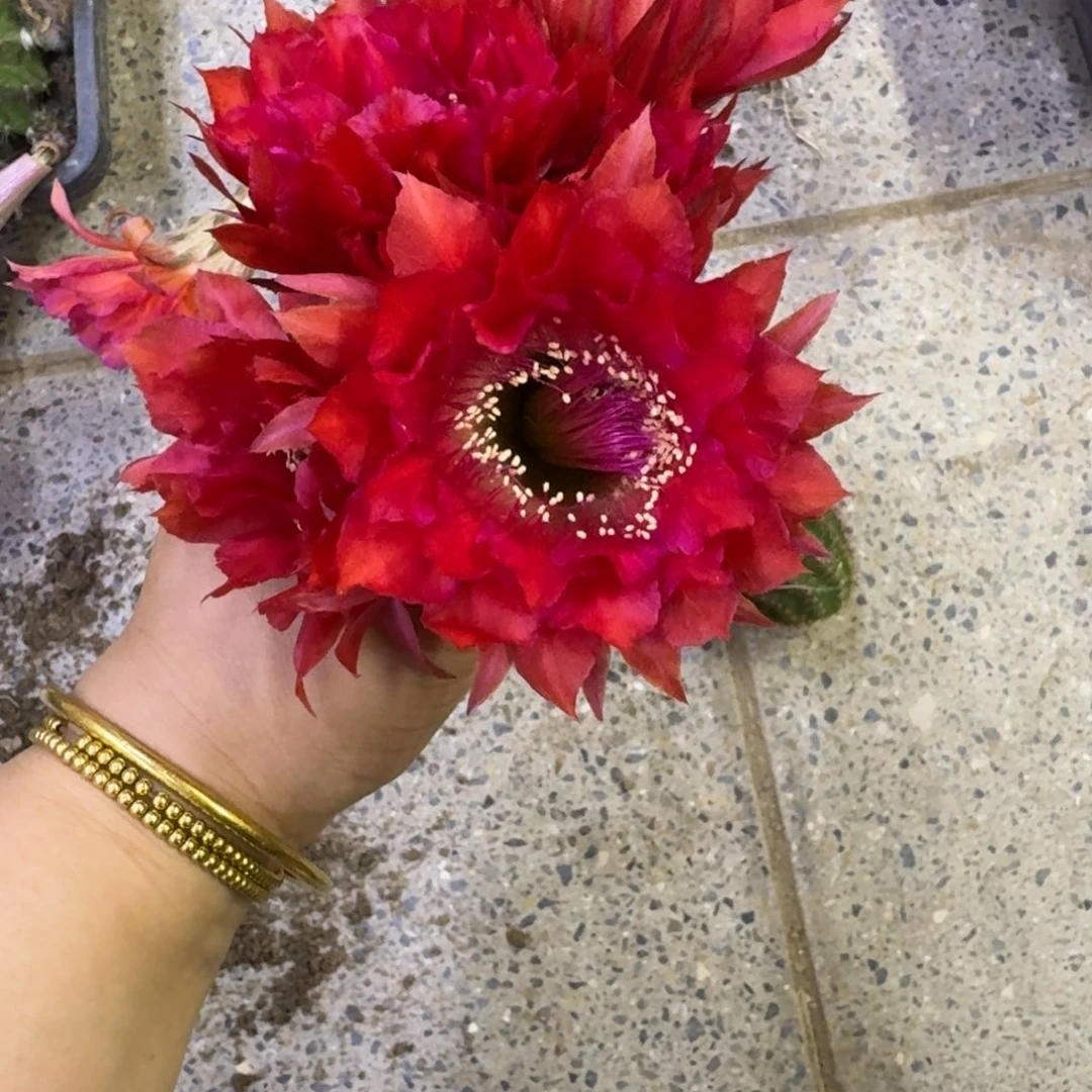 370彩草红宝石歪无根侧牙4公分左右，20包邮