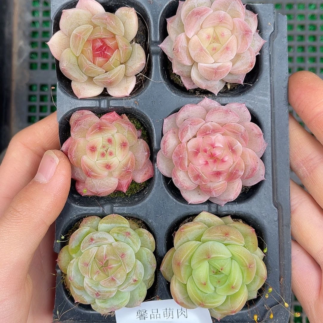 多肉一物一拍27-240